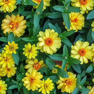 Sanvitalia procumbens ‘Yellow Carpet’ – Creeping Zinnia – get a quote