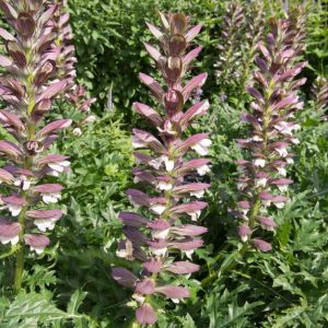 Acanthus spinosus – Bear’s breeches – get a quote