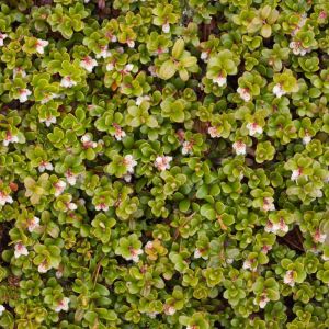 Arctostaphylos uva-ursi – Common Bearberry – Kinnikinick – Comarostaphylis – Bearberry – Manzanita get a quote