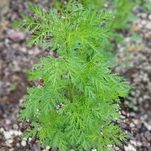 Artemisia annua – Sweet Annie – Sweet Wormwood – Mugwort – Sagebrush – Wormwood get a quote