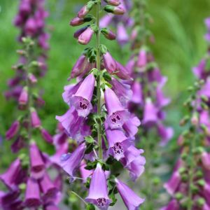 Digitalis purpurea ‘Excelsior Hybrids’ – Common Foxglove – Foxglove – get a quote
