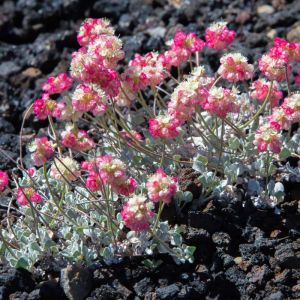 Eriogonum ovalifolium – St. Catherine’s Lace – Wild Buckwheat – Umbrella Plant – get a quote