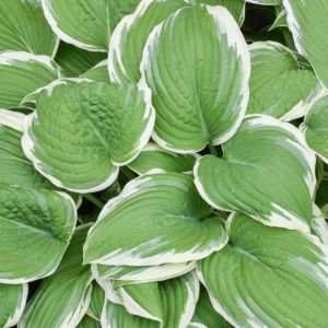 Hosta ‘Francee’ – Plantain Lily ‘Francee’ get a quote