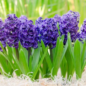 Hyacinthus ‘Delft Blue’ – Hyacinth ‘Delft Blue’ – get a quote