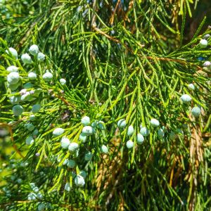 Juniperus ashei – Ashe Juniper – Sabina – Juniper get a quote