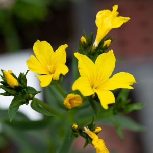 Linum flavum ‘Compactum’ – Golden Flax – Yellow Flax – Flax – get a quote