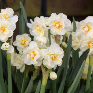 Narcissus ‘Sir Winston Churchill’ – Daffodil ‘Sir Winston Churchill’ get a quote