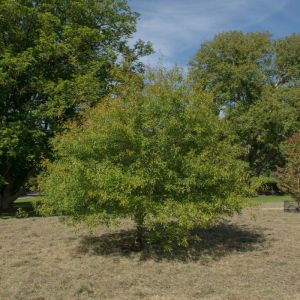 Quercus hemisphaerica – Laurel Oak – Oak – get a quote