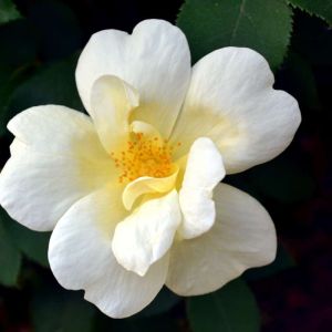 Rosa ‘Goldfinch’ – Rose ‘Goldfinch’ get a quote