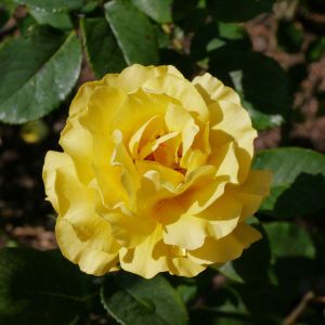 Rosa ‘Princess Alice’ – Rose ‘Britz Lites’ – Rose ‘Zonta Rose’ – Rose ‘Princess Alice’ get a quote