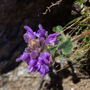 Scutellaria alpina – Alpine Skullcap- Helmet Flower – Skullcap – get a quote