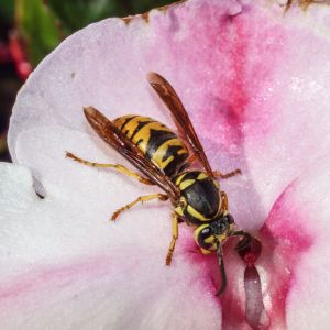 Eastern Yellowjacket – Vespula maculifrons get a quote