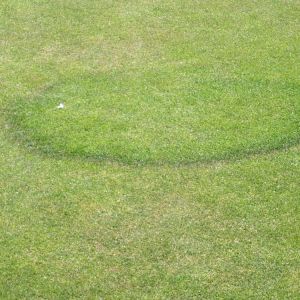 Fairy Ring get a quote