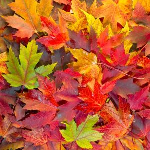 Buy Colorful Autumn Foliage Plants