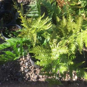 Dryopteris brilliance fern get a quote