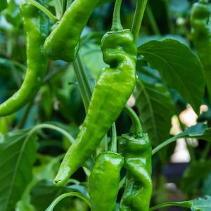 Pepper – Anaheim Pepper – Mild get a quote