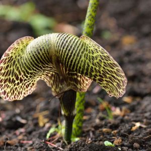 Arisaema griffithii – Jack in the Pulpit get a quote