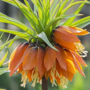 Fritillaria imperialis ‘Prolifera’ – Crown upon Crown – Crown imperial – Fritillary – get a quote