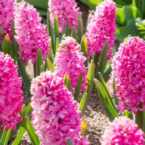 Hyacinthus ‘Pink Pearl’ – Hyacinth ‘Pink Pearl’ – get a quote