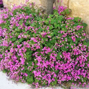 Saponaria ocymoider – Rock Soapwort – Soapwort – get a quote