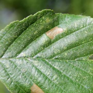 European Alder Leafminer – Fenusa dohrnii get a quote