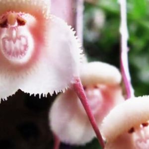 Dracula – Monkey Face Orchid get a quote