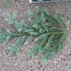 Nobel Fir Boughs branches get a quote