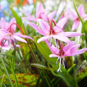 Erythonium Pink Giant – bulb get a quote