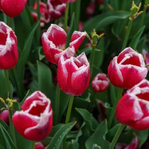 Tulipa ‘Dutch Design’ – Tulip ‘Dutch Design’ get a quote
