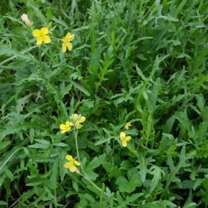 Arugula – Eruca vesicaria – herb get a quote