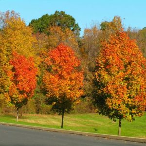 Acer freeman in fall – Maple get a quote