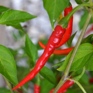 Pepper – Dragon Cayenne Pepper – Hot get a quote