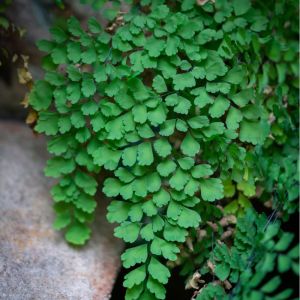 Adiantum aethiopicum – Common Maidenhair – fern get a quote