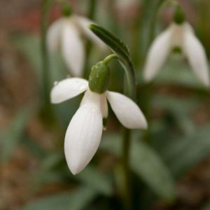 Galanthus rizehensis – Snowdrop – get a quote