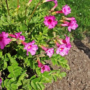 Incarvillea delavayi – Pride of China – Hardy Gloxinia – Amphicome – get a quote