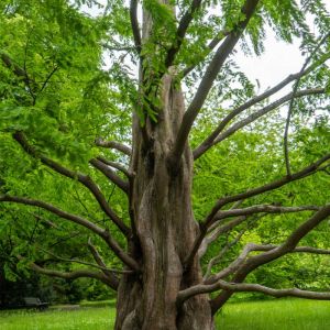 Metasequoia glyptostroboides – Dawn Redwood – get a quote