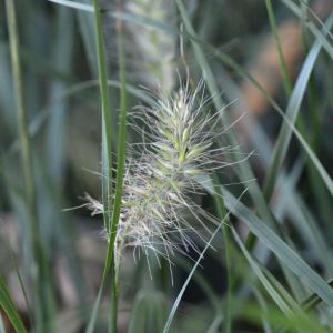 Pennisetum alopecuroides ‘Little Bunny’ – Pennisetum compressum ‘Little Bunny’ – Chinese Pennisetum – Fountain Grass – Swamp Foxtail- get a quote