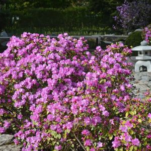 Rhododendron ‘Olive’ – Azaleas – get a quote