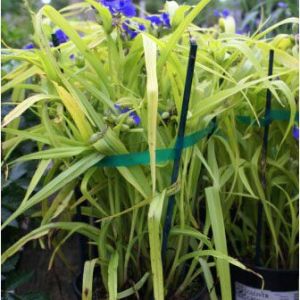 Tradescantia ‘Blue and Gold’ – Spiderwort – get a quote