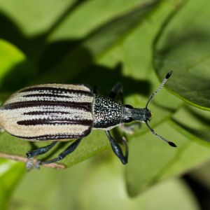 Diaprepes Root Weevil – Diaprepes abbreviates get a quote