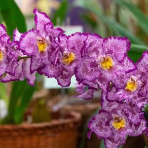 Odontioda – orchid get a quote