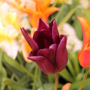 Tulipa ‘Havran’ – Tulip ‘Havran’ get a quote
