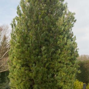 Pinus st. ‘Fastigiata’ get a quote