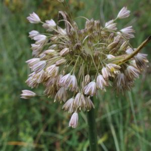 Allium paniculatum – Onion get a quote