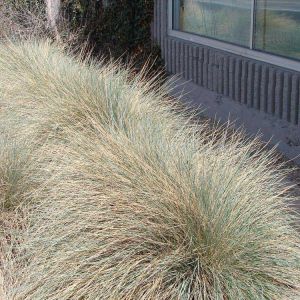 Helictotrichon sempervirens – Avena candida – Avena sempervirens – Blue Oat Grass – Oatgrass – get a quote