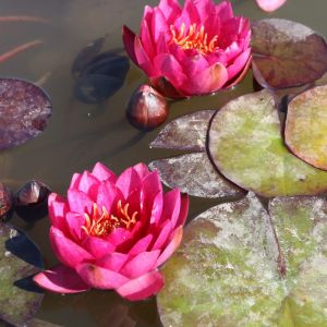 Nymphaea ‘James Brydon’ – Waterlily – get a quote