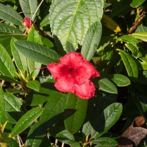 Rhododendron ‘Elizabeth’ – Azaleas – get a quote