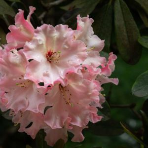 Rhododendron ‘Lem’s Cameo’ – Azaleas – get a quote