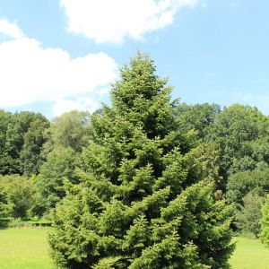 Abies cilicica – Cilician Fir – get a quote