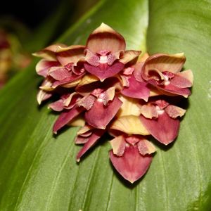 Pleurothallis – Orchids get a quote